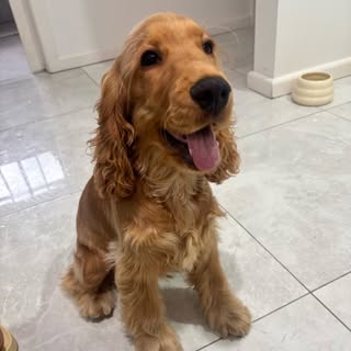 Rocco The English Cocker Spaniel