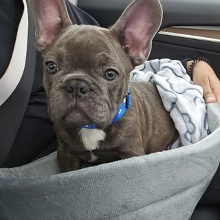 Tommy the Frenchie