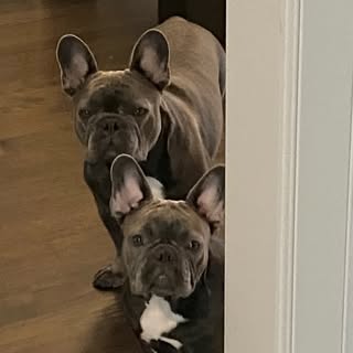 Raoh & Bella Blue Frenchies