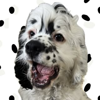 Fili 🖤 | American Cocker Spaniel