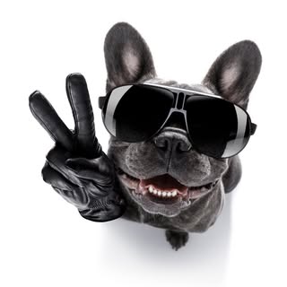 DAY OF THE DOG | PET-A-PALOOZA
