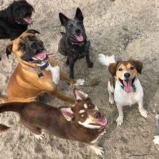 Dogs Of Fiesta Island