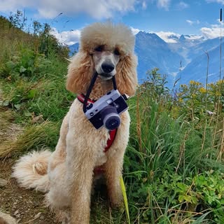 Sam (the naughty standard poodle🐩)🇳🇱