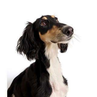 Remus The Saluki