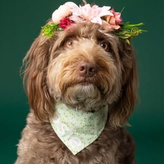 Rosie🌹the Aussiedoodle