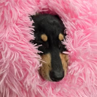 Mochi mini sausage dog 🇦🇺