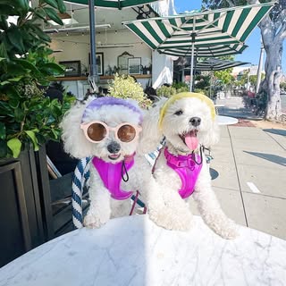 Poppy & Lemon