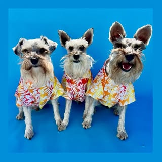 The Barkstreet Boyz