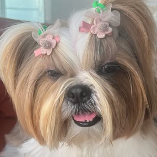 KIZIE / Female Shih tzu