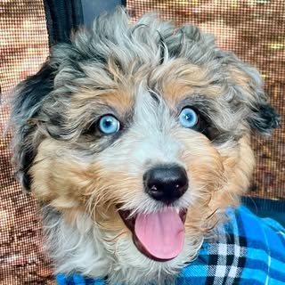 River the Doodle 🐾 🌊