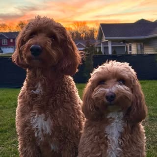 tutu & biggie bear the goldendoodles