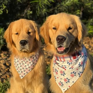 Chandler and Gunther