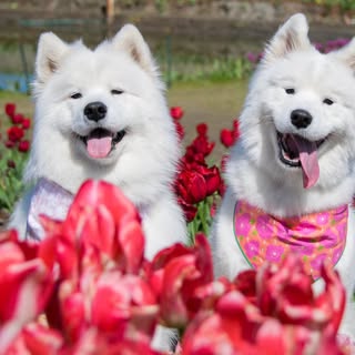 Mimi and Yumi the Samoyed