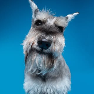 Muffin, Miniature Schnauzer