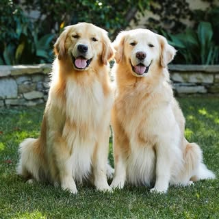 Charlie the Golden Retriever