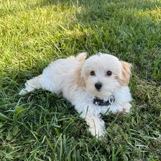 Milo