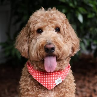 Rooster The Doodster