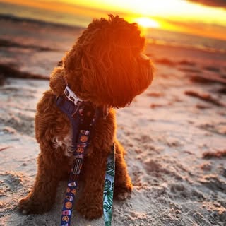Koda