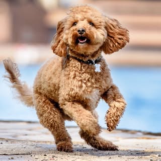 Lewis The Cavoodle