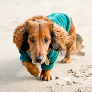 Oscar 🐾