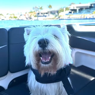 Billie the Rescue Westie