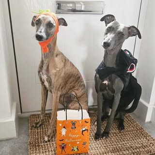 Storm & Skye