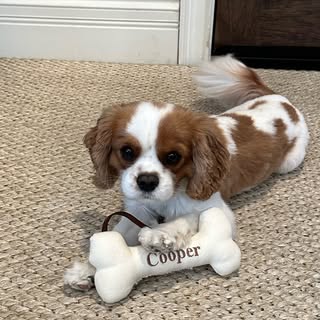 Cooper