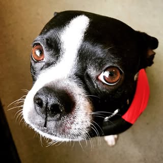 AugiDog