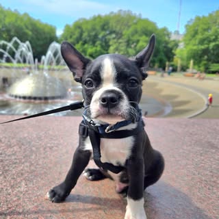 Meet Max the Boston Terrier