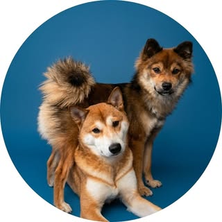 Kylo & Kenji | Shiba Inu Dogs