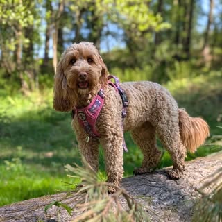 Maggie 💜