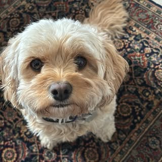 juno_cavapooqueen