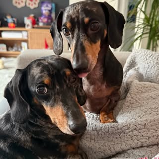 Harlem & Dalton