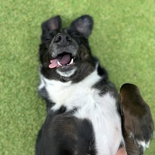 Little Lottie Lotts