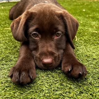 Wispa