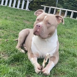 Big Kilo’s Raw Treats