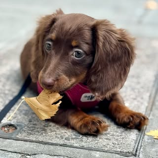 Kerbie the Mini Dachshund | Dog UGC Creator