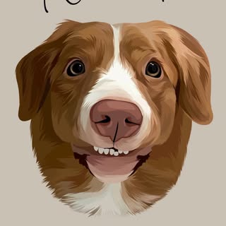 Noodle 🍜 the duck tolling retriever