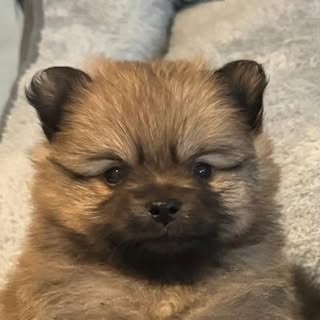 PONZU 🍊 | MEL Pomeranian boy