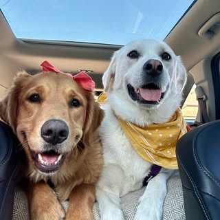 Mae + Harley | Dog Influencers | UGC