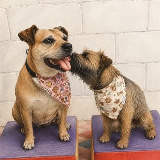Dogs With Notions