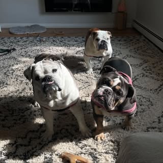 Phoebe, Coco, Lexi