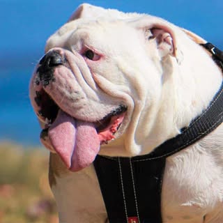 Boris and Max Britishbulldog