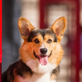 Hank the Corgi