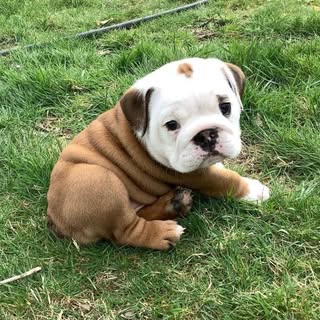 Francesca (Fifi)🐶