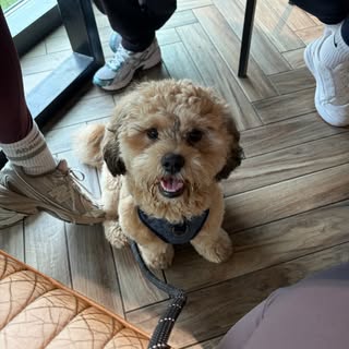 Winston | ShihPoo Teddy Bear 🧸