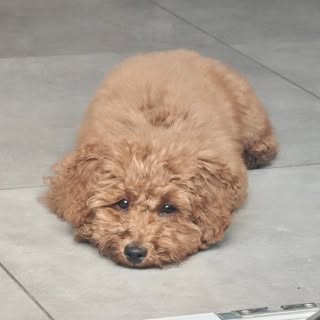Patacon | Sassy Mini Poodle