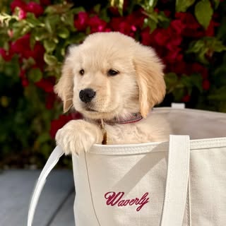 Waverly The Golden