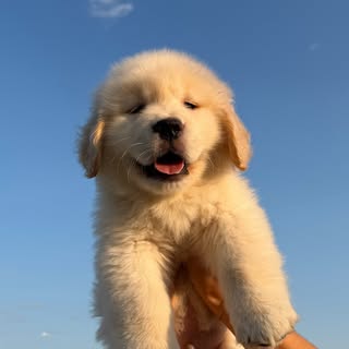 Teddy The Golden