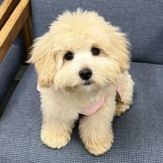 Callie From Cali